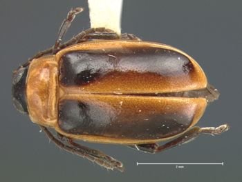 Media type: image; Entomology 18824   Aspect: habitus dorsal view